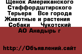 Щенок Американского Стаффордштирского Терьера - Все города Животные и растения » Собаки   . Чукотский АО,Анадырь г.